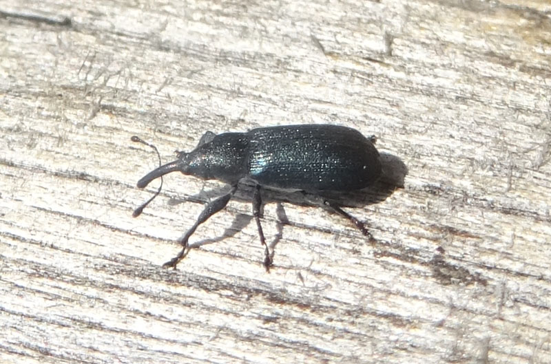 Curculionidae o Apionidae ?